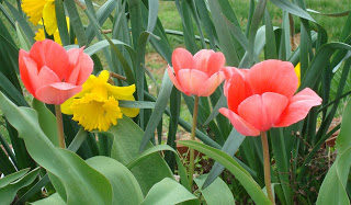 Tiptoeing through the Tulips