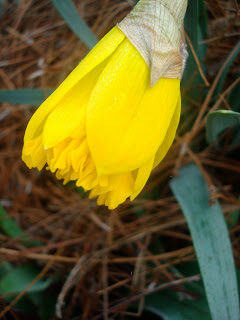 Ode to the daffodil