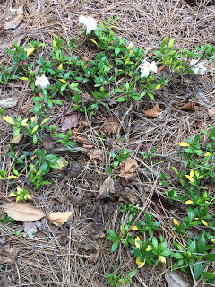 Blooms and Beauty in the Broken