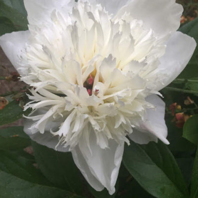 The first peonies of the season