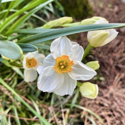 Finding Beauty in Every Place – Daffodils Along the Fenceline