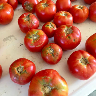 A Garden Tomato