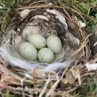 Finding Beauty in Every Face and Place – A Sparrow’s Nest