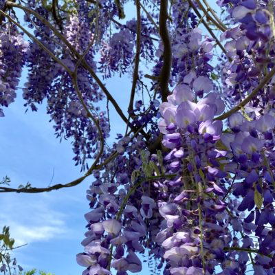 Finding Beauty in Every Face and Place – Wisteria