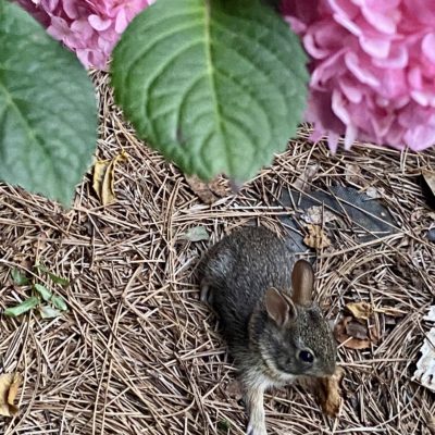 Finding Beauty in Every Face & Place – A baby bunny sits at my feet