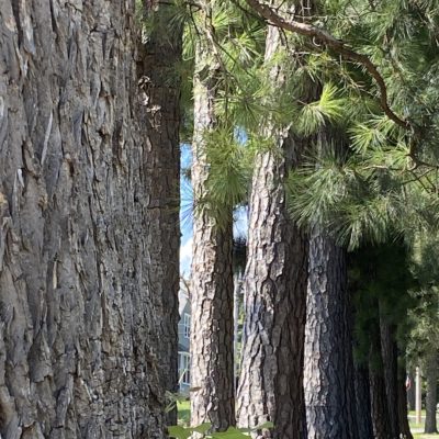 Finding beauty in every face and place – Twelve pines, all in a line