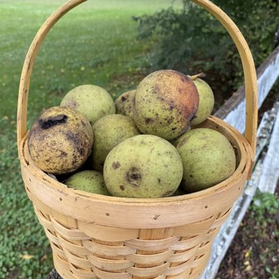 Finding Beauty in Every Face & Place – Still Life of Walnuts