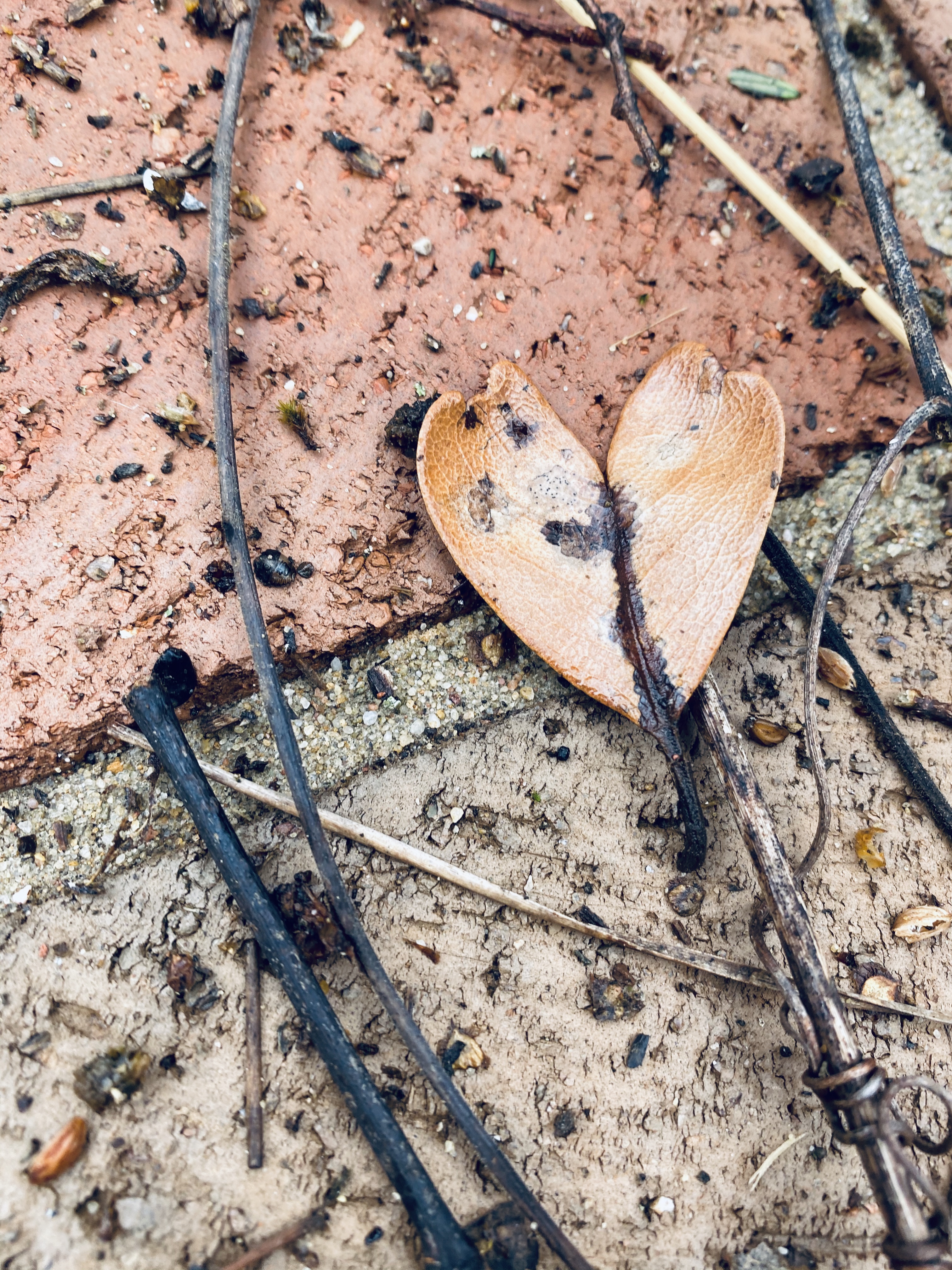 A message in the leaves