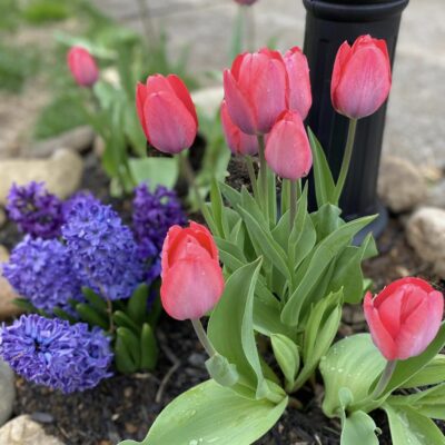 Pink tulips paired with deep shades of purple hyacinths