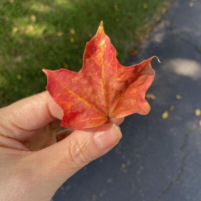 First Red Maple Leaf of the Season