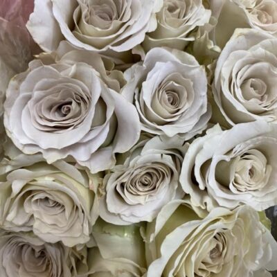 Taupe roses for you December 9, 2023