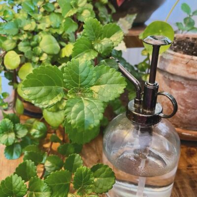 A tool to help you know if your plants are thirsty or not
