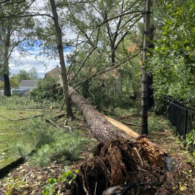 The altar of the uprooted pine