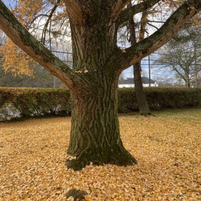 If you can only plant one tree